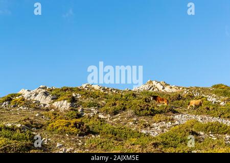 Erhaltung der Beweidung. Pferde halten Sie scrub durch Beweidung im Naturschutzgebiet an der Overton Cliff. Port Eynon, Gower Halbinsel, Wales Stockfoto