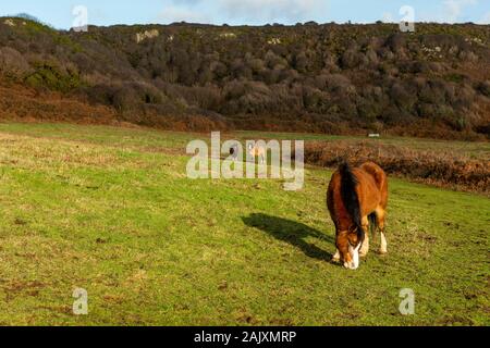 Erhaltung der Beweidung. Pferde halten Sie scrub durch Beweidung im Naturschutzgebiet an der Overton Cliff. Port Eynon, Gower Halbinsel, Wales Stockfoto