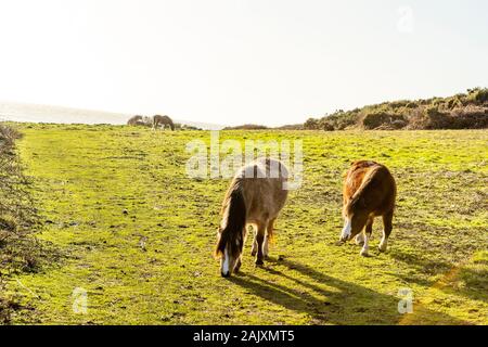 Erhaltung der Beweidung. Pferde halten Sie scrub durch Beweidung im Naturschutzgebiet an der Overton Cliff. Port Eynon, Gower Halbinsel, Wales Stockfoto