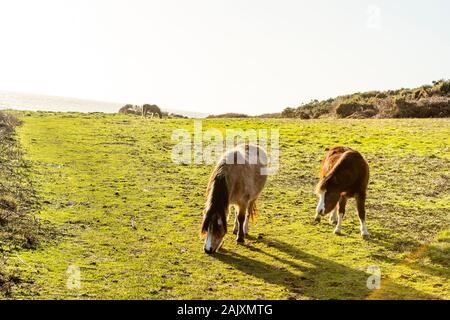 Erhaltung der Beweidung. Pferde halten Sie scrub durch Beweidung im Naturschutzgebiet an der Overton Cliff. Port Eynon, Gower Halbinsel, Wales Stockfoto