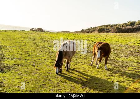 Erhaltung der Beweidung. Pferde halten Sie scrub durch Beweidung im Naturschutzgebiet an der Overton Cliff. Port Eynon, Gower Halbinsel, Wales Stockfoto