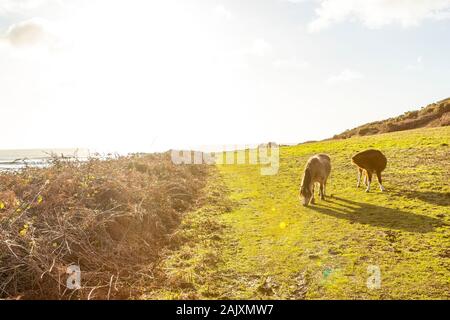 Erhaltung der Beweidung. Pferde halten Sie scrub durch Beweidung im Naturschutzgebiet an der Overton Cliff. Port Eynon, Gower Halbinsel, Wales Stockfoto