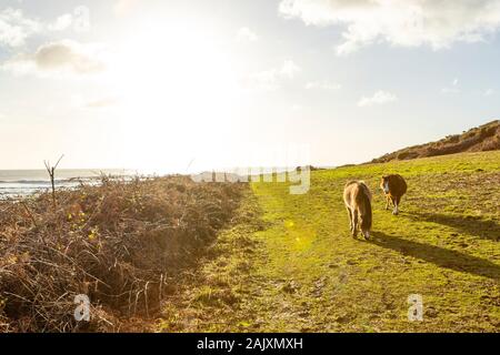 Erhaltung der Beweidung. Pferde halten Sie scrub durch Beweidung im Naturschutzgebiet an der Overton Cliff. Port Eynon, Gower Halbinsel, Wales Stockfoto