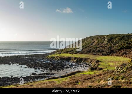 Erhaltung der Beweidung. Pferde halten Sie scrub durch Beweidung im Naturschutzgebiet an der Overton Cliff. Port Eynon, Gower Halbinsel, Wales Stockfoto