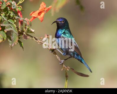 Die Palästina sunbird (Cinnyris osea), männlich, Fütterung auf Blumen im Park, Beer Sheva, Israel Stockfoto