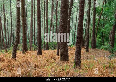 Pinienwald von pinus pinaster in den Bergen der MInho in Portugal Stockfoto