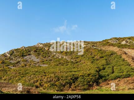 Erhaltung der Beweidung. Pferde halten Sie scrub durch Beweidung im Naturschutzgebiet an der Overton Cliff. Port Eynon, Gower Halbinsel, Wales Stockfoto