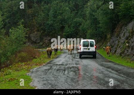 Eine Herde von Rindern Block eine Landstraße in der MInho in Portugal Stockfoto