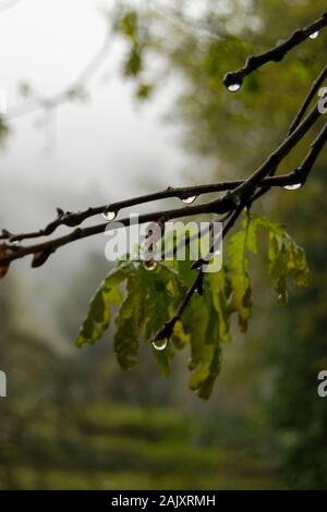 Regen Tropfen auf dem Blatt einer Eiche im MInho in Portugal Stockfoto