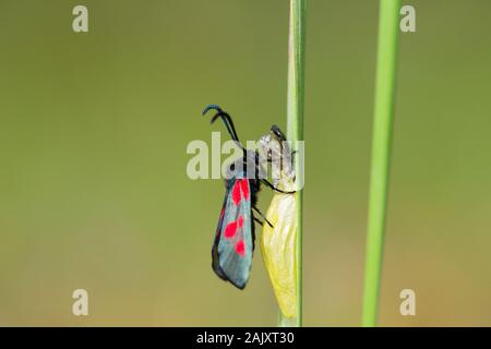 New Forest Burnett Stockfoto