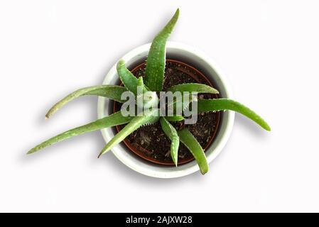 Blick von oben auf die eingemachten Aloe Vera Pflanze auf weißem Hintergrund Stockfoto