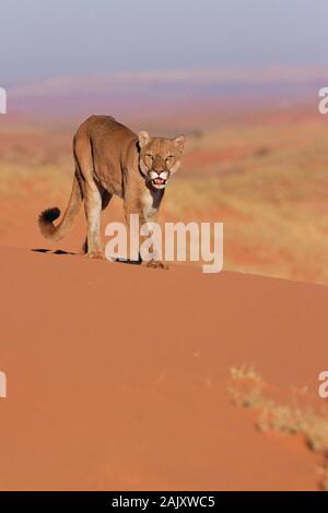 Mountain Lion zu Fuß auf rotem Sand im Monument Valley, Arizona. Stockfoto