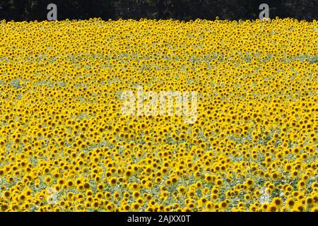 Sonnenblumenfeld in voller Blüte. Harford County, Maryland. Stockfoto