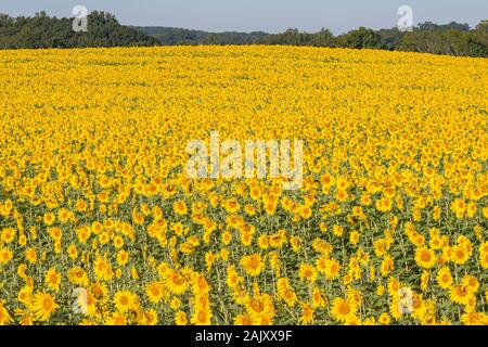 Sonnenblumenfeld in voller Blüte. Harford County, Maryland. Stockfoto
