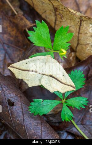 Gelbe Schräg-line Motte (Tetracis crocallata) Sitzen auf gemeinsame Cinquefoil. Boyd Big Tree Conservation Area, Dauphin Co., PA, Juni. Stockfoto