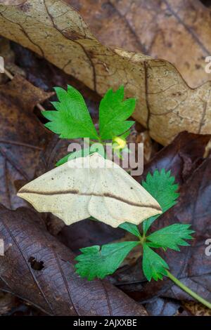 Gelbe Schräg-line Motte (Tetracis crocallata) Sitzen auf gemeinsame Cinquefoil. Boyd Big Tree Conservation Area, Dauphin Co., PA, Juni. Stockfoto