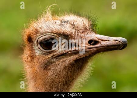 Red-Necked Strauß in Paignton Zoo, Devon, Großbritannien Stockfoto