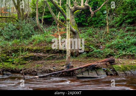 Eine silberne Birke, die am Ufer eines schnellen Flusses Don in Middlewood bei Sheffield wächst, mit Steinplatten aus einer alten Mühle am Rande des Wassers. Stockfoto