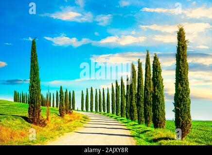 Italienische Zypresse Bäume Zeilen und eine weiße Straße ländliche Landschaft. Siena, Toskana, Italien, Europa. Stockfoto