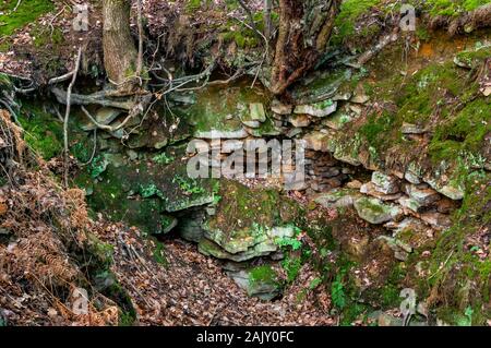 Alte Tölpel Grube ausgegraben in Beeley Wood, alten Wald in der Nähe von Sheffield, mit exponierten Sandsteinbeeten und Bäumen wachsen innerhalb der Grube. Stockfoto