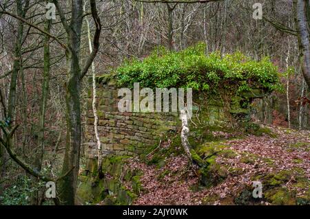 Isolierten Abschnitt eines alten Trockenmauern Wand mit einem Hut von Gebüsch hoch am Hang mit silber Birken wachsen neben und tote Blätter Stockfoto