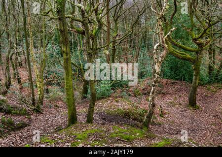 Anzeigen von sehr dichten Wachstum nach einem steilen Hang im Wald mit Bäumen Füllen der Ferne Stockfoto