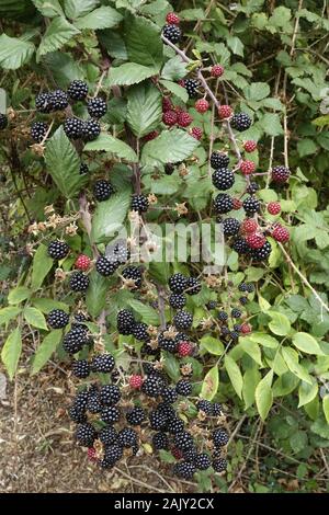 Dornbusch oder Blackberry Früchte, Schwarze sind bereit zu essen. Stockfoto