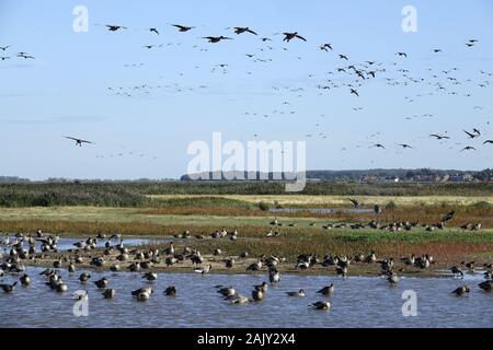 Rosa Gänse fliegen, Norfolk. Stockfoto