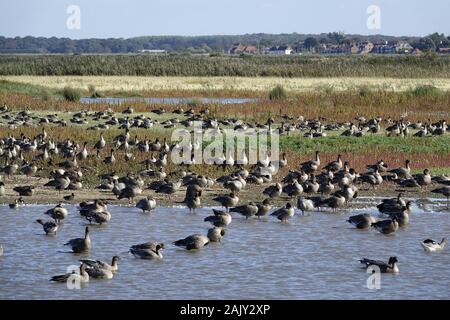 Rosa Gänse, Neu im Deepdale Marsh waschen in frischem Wasser angekommen. Norfolk Stockfoto