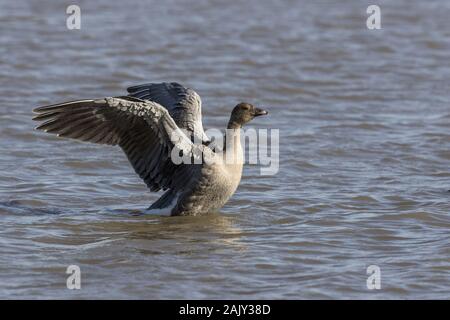 Rosa footed Goose, im Deepdale Marsh waschen in frischem Wasser. Norfolk Stockfoto