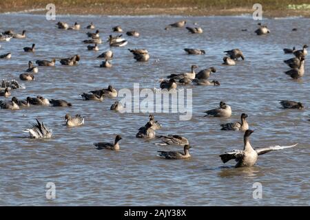 Rosa Gänse, Neu im Deepdale Marsh waschen in frischem Wasser angekommen. Norfolk Stockfoto