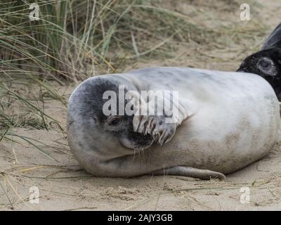 Grau SEAL Pup an Horsey Beach Norfolk Stockfoto