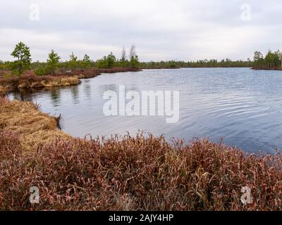 Landschaft mit roten Moose bog, kleine bog Kiefern, kleine Seen bog und Wind bewegten Wasser Stockfoto