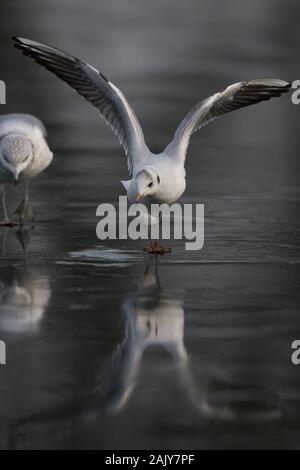 Lachmöwe (Larus Ridibundus) Stockfoto