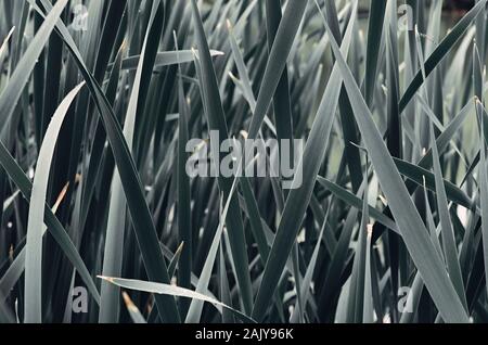(Cattail typha) Blatt klingen. Für moody Monochrom- und kalten dunklen Töne verarbeitet. Closeup Schuß Stockfoto