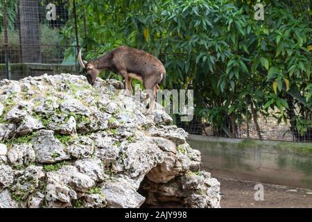 Eine Familie von Bergziegen in künstlichen Berg in Athen Park Zoo Stockfoto