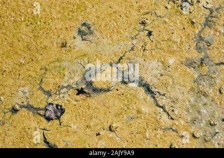 Closeup erschossen. Wald See (Süßwasser) mit grünen Algenblüte. Oberfläche Risse von Fluid Flow. Keine Person. Europa, Ukraine, Kiew Stockfoto