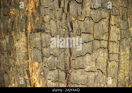 Verbranntem Holz Textur Hintergrund. Konzept zur Erhaltung der Natur und der globalen Erwärmung. Closeup und Kopieren. Stockfoto