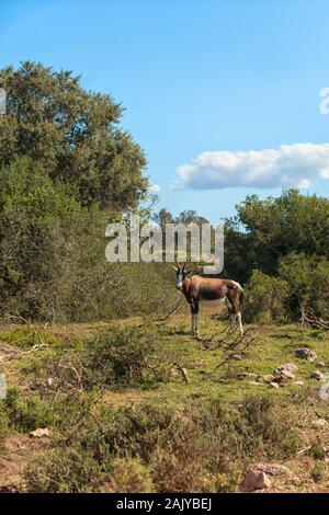 Oryx Antilope (Oryx gazella) Wandern im Grünland, Western Cape, Südafrika Stockfoto