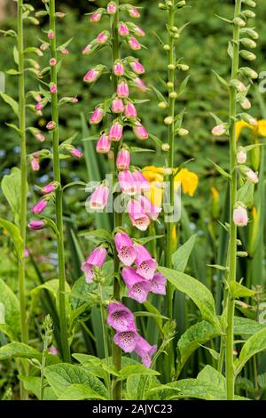 Gemeinsamen Fingerhut (Digitalis Purpurea) in ein Norfolk Garten wachsen. Stockfoto