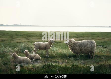 Drei weiße Schafe und Lämmer auf der Weide mit grünem Moos und Gras, auf Sylt an der Nordsee, in einem Naturschutzgebiet. Deutsche Schafe im Morgenlicht. Stockfoto