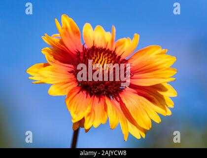 Rote und gelbe Gaillardia Nahaufnahme gegen den blauen Himmel Stockfoto