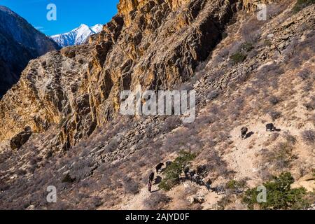 Ein yak Zug waren auf einem Pass in der Region des Dolpo Nepal Himalaya Stockfoto