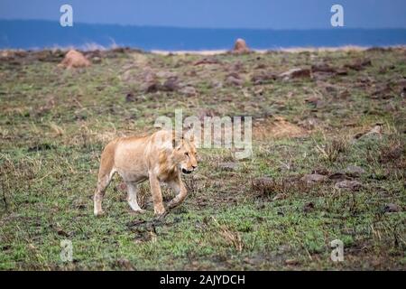 Juvenile männliche Löwe im Abendlicht zu Fuß auf einem felsigen Hügel in der Masi Mara, Kenia Stockfoto