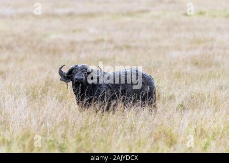 Einzelne männliche Büffel, syncerus Caffer, standig im Grasland der Masai Mara, Kenia. Das Tier hat Suhlen im Schlamm coo zu halten Stockfoto