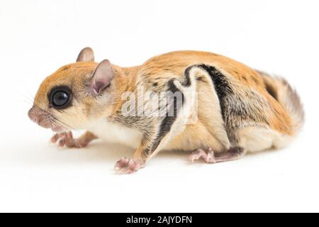 Die Javanische flying squirrel (Iomys horsfieldii) ist eine Nagetierart aus der Familie Sciuridae. Auf weissem Hintergrund Stockfoto