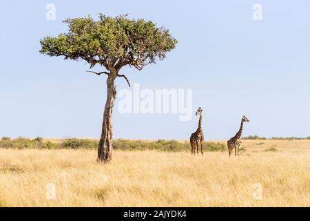 Zwei maasai Giraffe, männlich und weiblich, neben einer Akazie in der Masai Mara, Kenia. Stockfoto