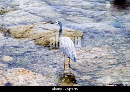 Rund um Neuseeland - Weißer Reiher - Kaikoura, Südinsel Stockfoto