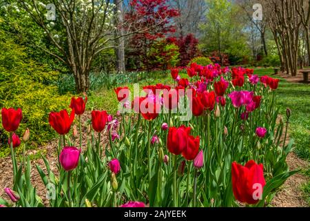 Reihen von rot und rosa Tulpen in ein Blumenbeet mit Bäumen im Hintergrund mit leuchtenden Farben auf einem hellen, sonnigen Tag in einem Park im Frühling Stockfoto