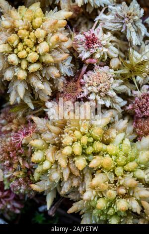 Gemischte Moor Pflanzen (Sphagnum fallax) an Abernethy im Cairngorms Nationalpark von Schottland. Stockfoto